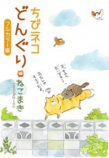 Acorn The Kitty Cat Acorn The Kitty Cat